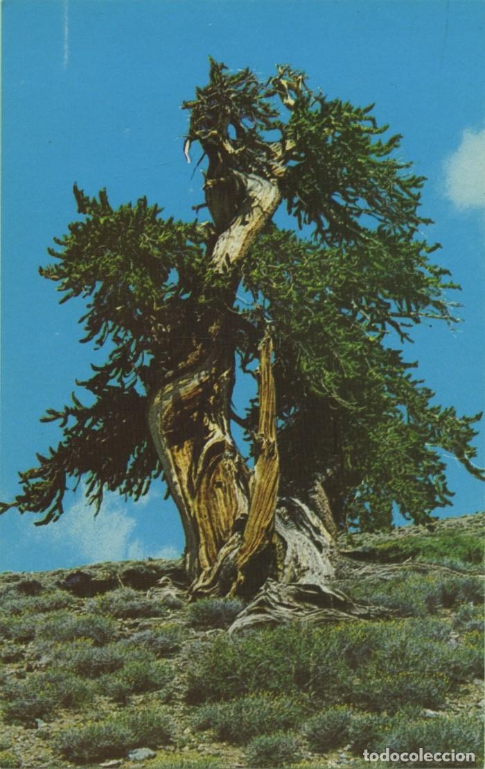 Postales: N&ordm; C18032-BRISTLECONE PINE. White Montains east of Big Pine. California. Sin circular. ED. MIKE ROBE
