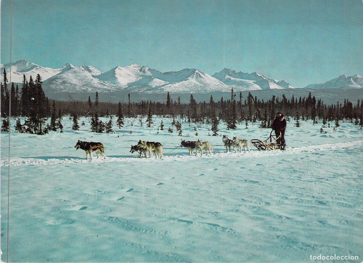 Postales: Postal de Alaska con Trineo de Perros - Japan Air Lines JAL