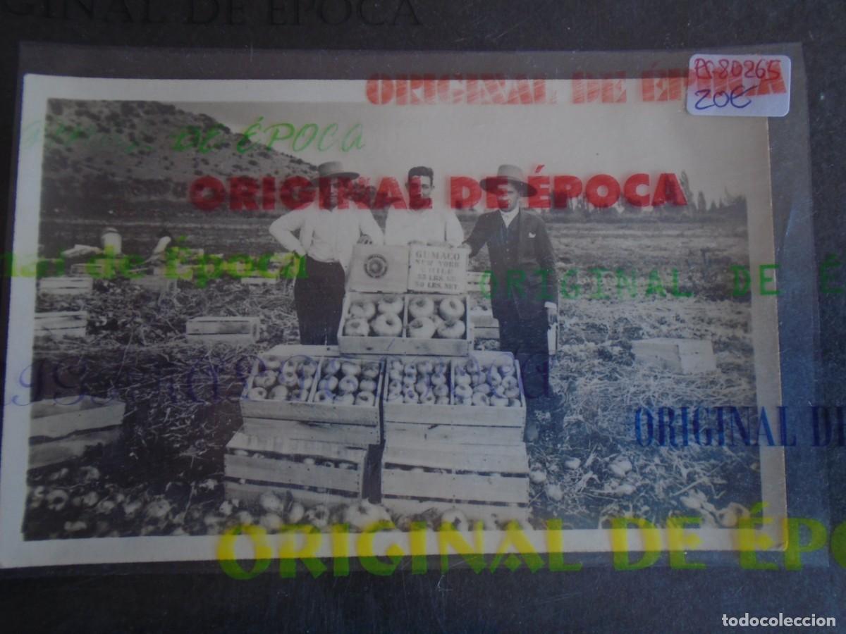 Postales: (PS-80265)POSTAL FOTOGRAFICA CEBOLLAS GUMACO
