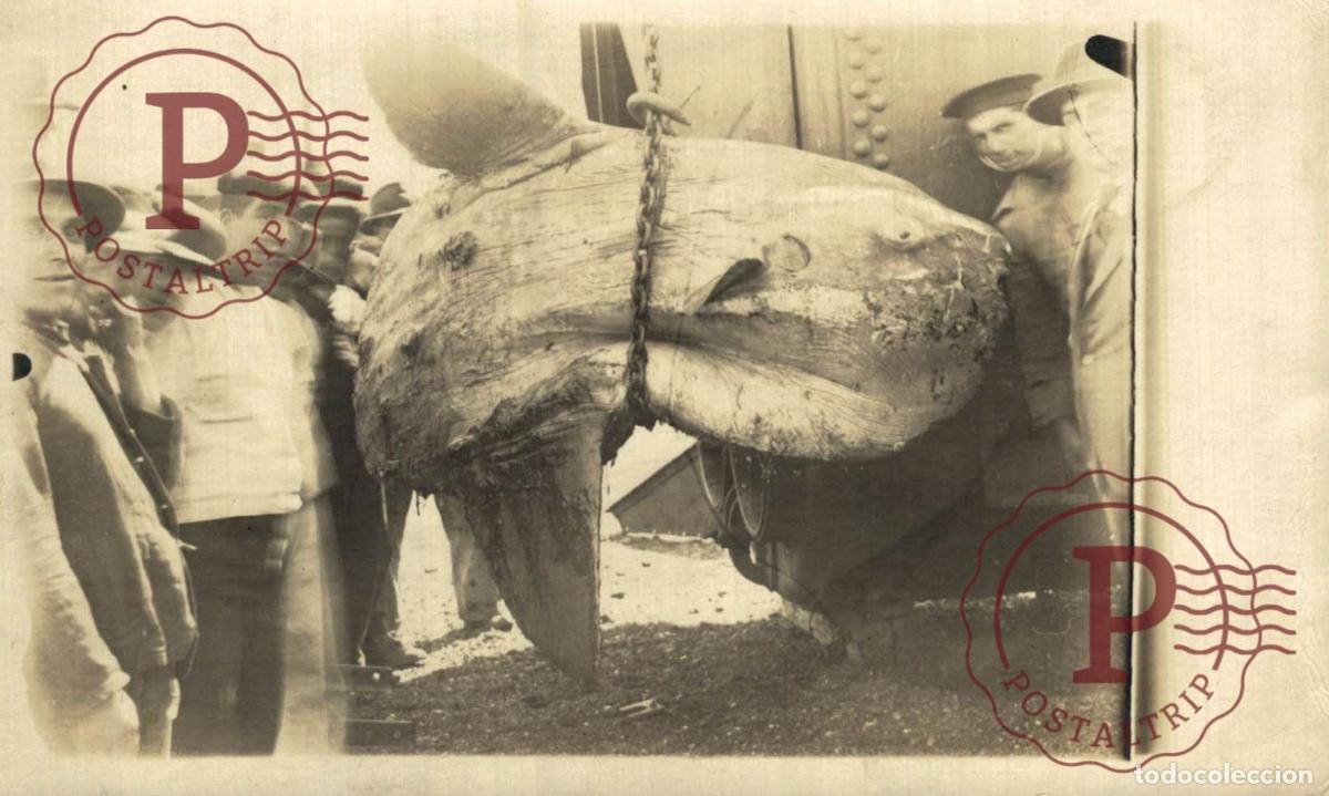 Postales: URUGUAY, PESCA. FISHING. PECHEAU. BALLENA. WHALE. BALEINE. BARCO. BATEAU. SHIP. RPPC. FOTOGRAFICA