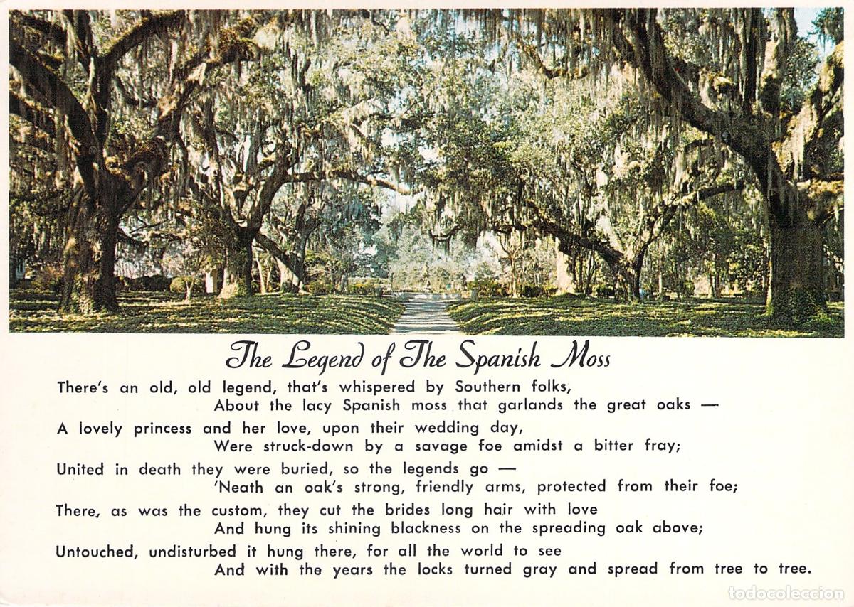 Postales: Postal de la Leyenda del Musgo Espa&ntilde;ol y Robles de Florida