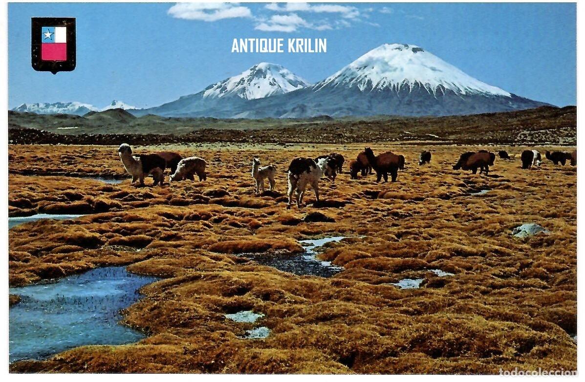 Postales: CHILE / ARICA , CERROS LOS PAYACHATAS / EDI. ESCUDO DE ORO SERIE VILLAGE / SIN FRANQUEAR