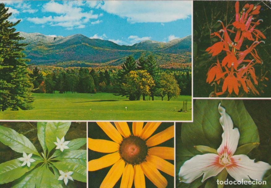 Postales: NEW YORK, FLORES SILVESTRES DE LAS ADIRONDACKS, FLOR CARDENAL - R.K.DEAN 143200 - S/C