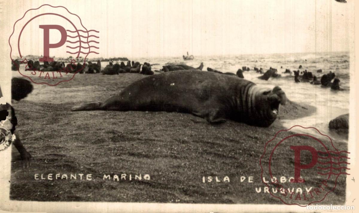 Postkarten: URUGUAY. ISLA DE LOBOS. ELEFANTE MARINO. RPPC. FOTOGRAFICA. REAL PHOTO. MIROUNGA.