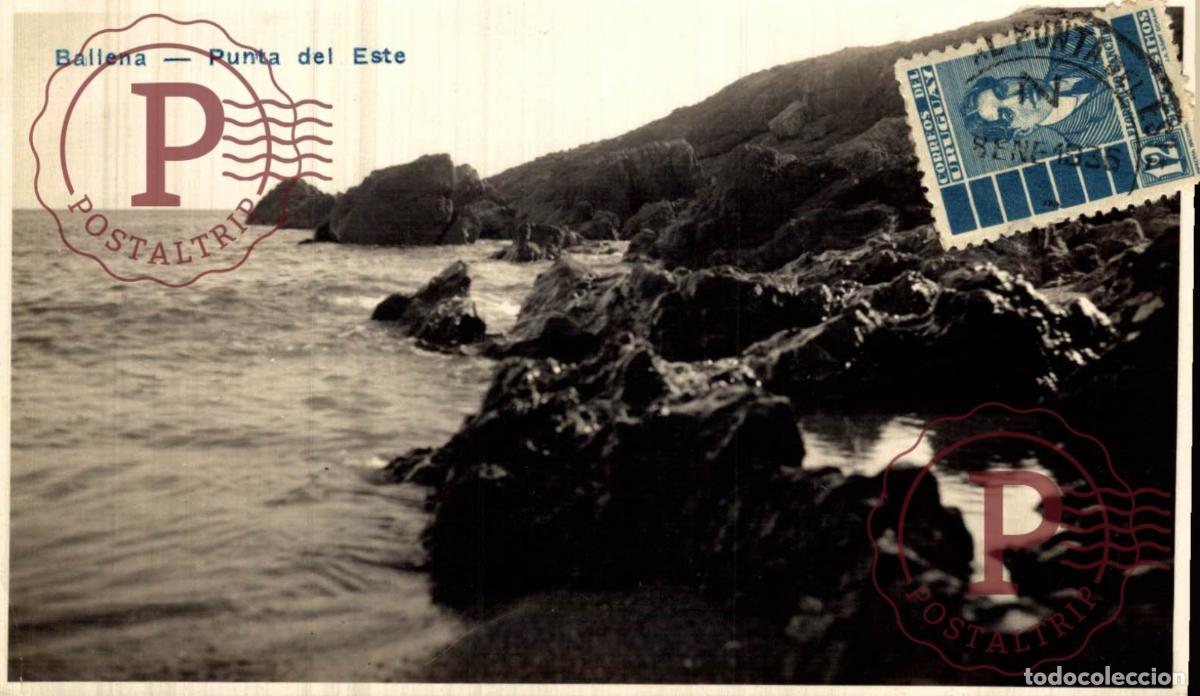 Postcards: URUGUAY. BALLENA. PUNTA DEL ESTE. RPPC. FOTOGRAFICA.