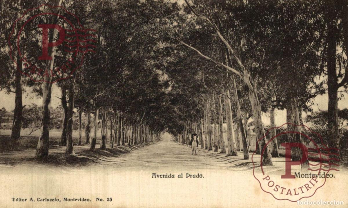 Postales: URUGUAY. MONTEVIDEO. AVENIDA AL PRADO.