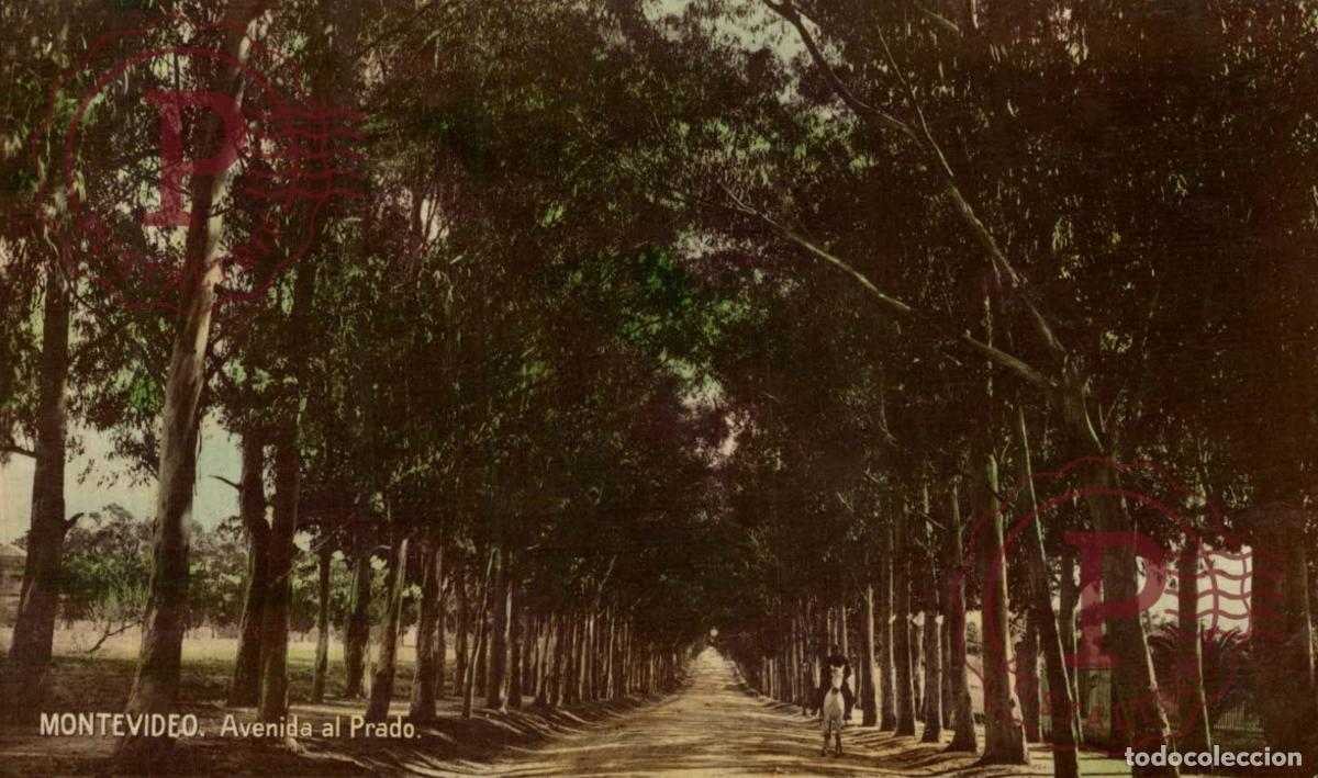 Postales: URUGUAY. MONTEVIDEO. AVENIDA DEL PRADO. RPPC. FOTOGRAFICA.