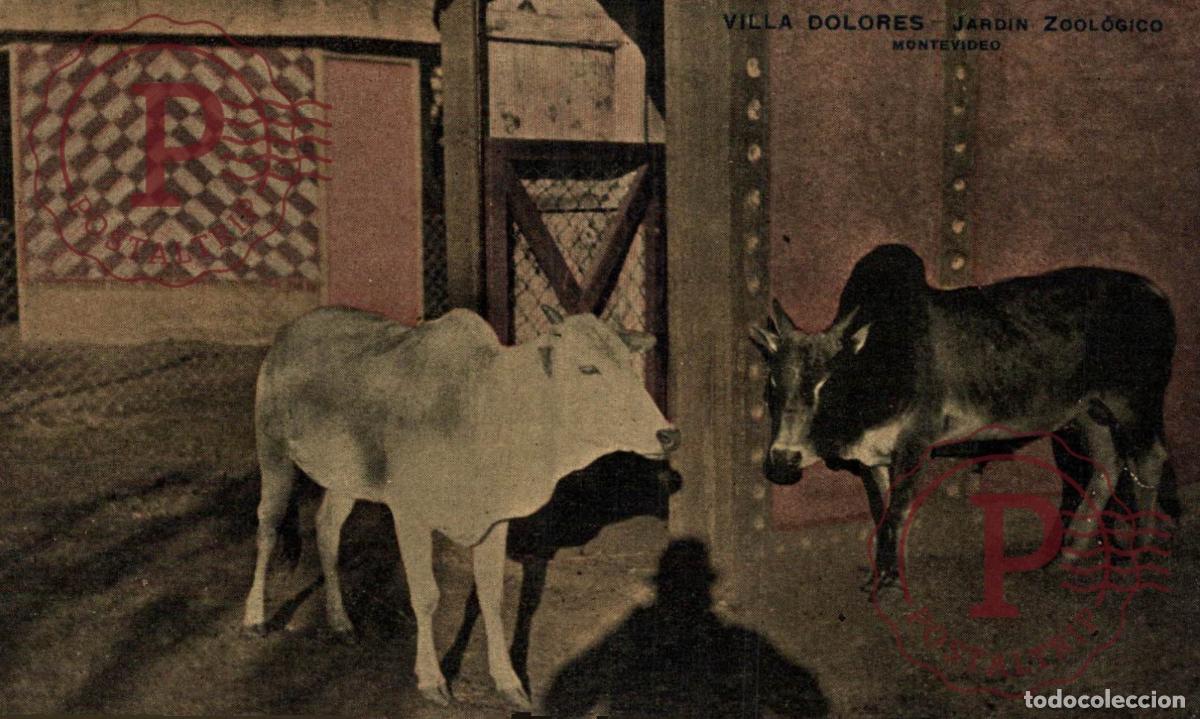 Postales: URUGUAY. MONTEVIDEO. VILLA DOLORES. JARDIN ZOOLOGICO.