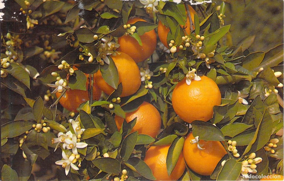 Postales: Postal de Rama de Naranjo con Azahar y Frutos de Florida