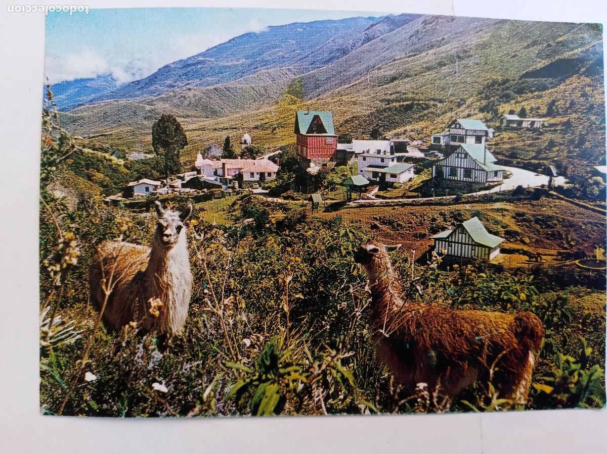 Postales: POSTAL DE LOS FRAILES ( VENEZUELA ): LLAMAS EN LOS ANDES . A&Ntilde;OS 70