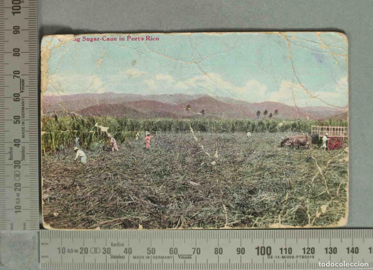 Postales: POSTAL. Sugar-Cane in Porto Rico - Reaping the sugar cane