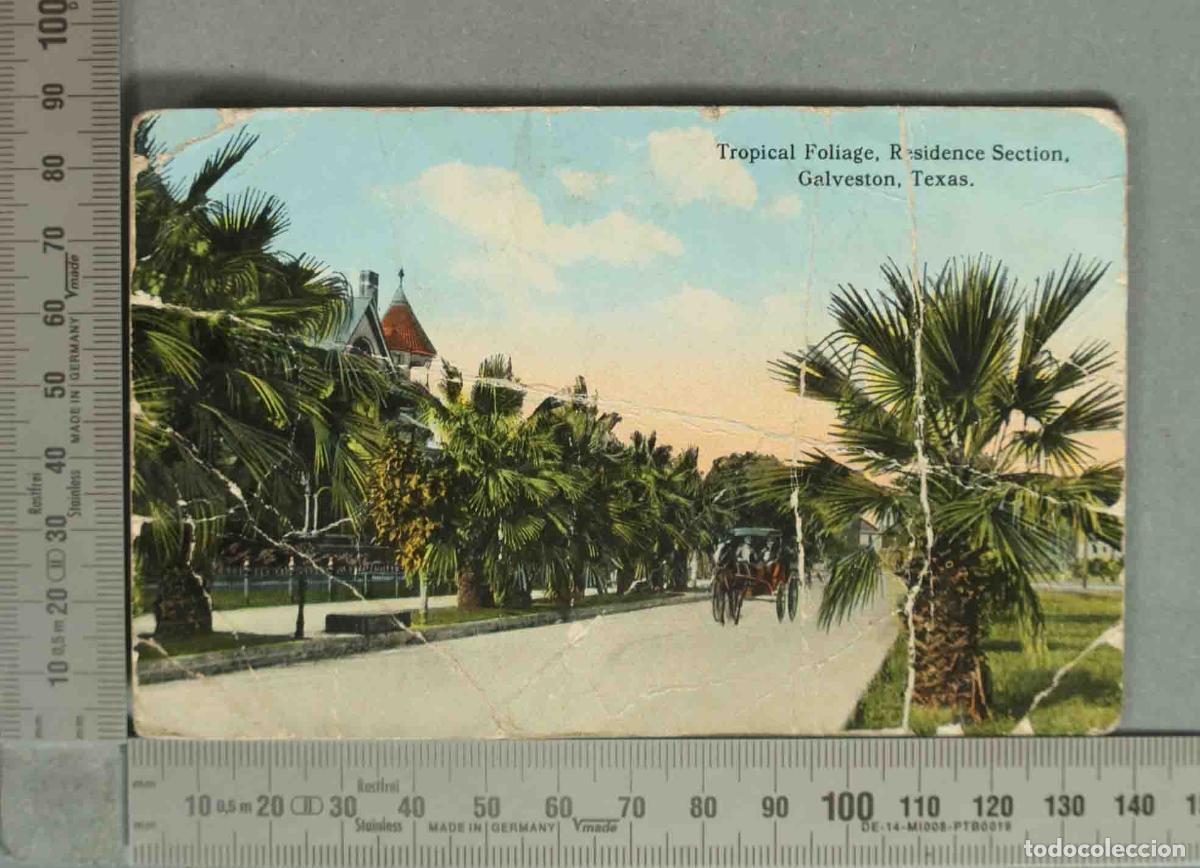 Postales: POSTAL. Tropical Foliage - Residence Section - Carriage on Street - Galveston - Texas