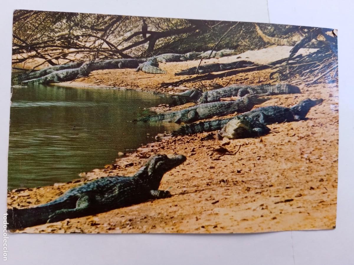 Postales: POSTAL DE VENEZUELA : CAIMANES DEL ORINOCO . A&Ntilde;OS 60