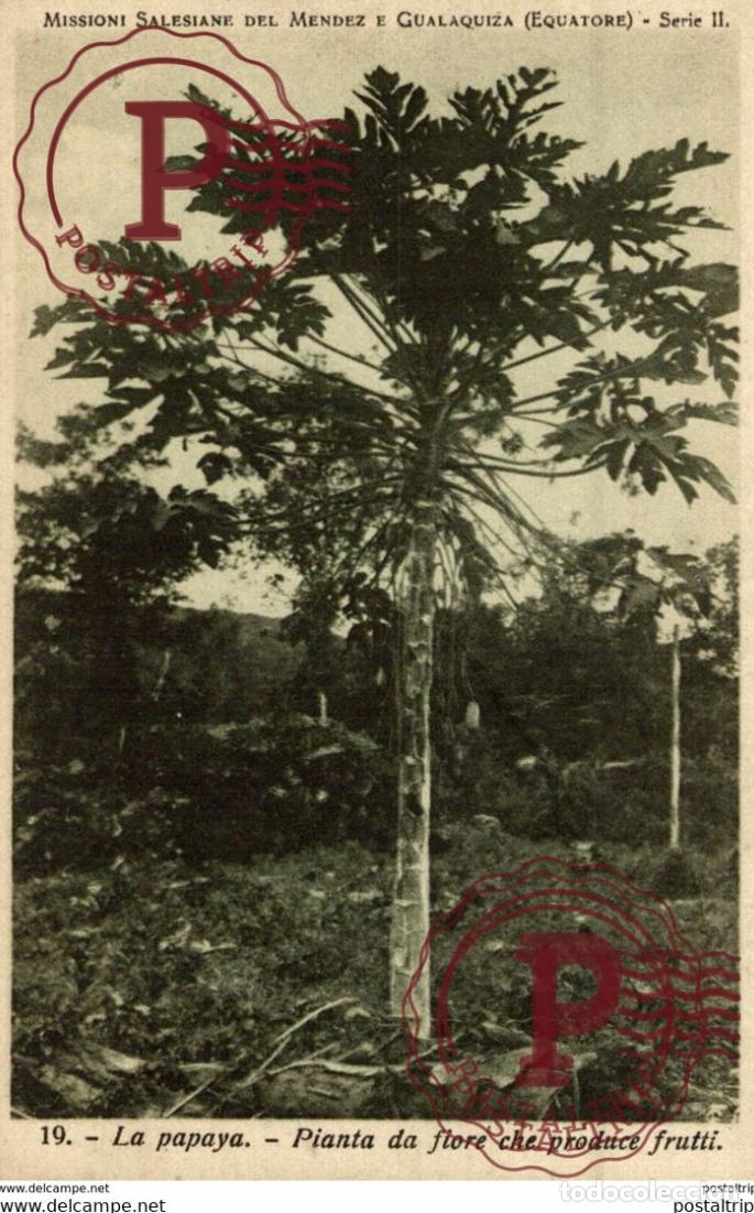 Postales: LA PAPAYA PIANTA DA FIORE CHE PRODUCE FRUTTI ECUADOR MISSIONI SALESIANE MENDEZ E GUALAQUIZA EQUATO