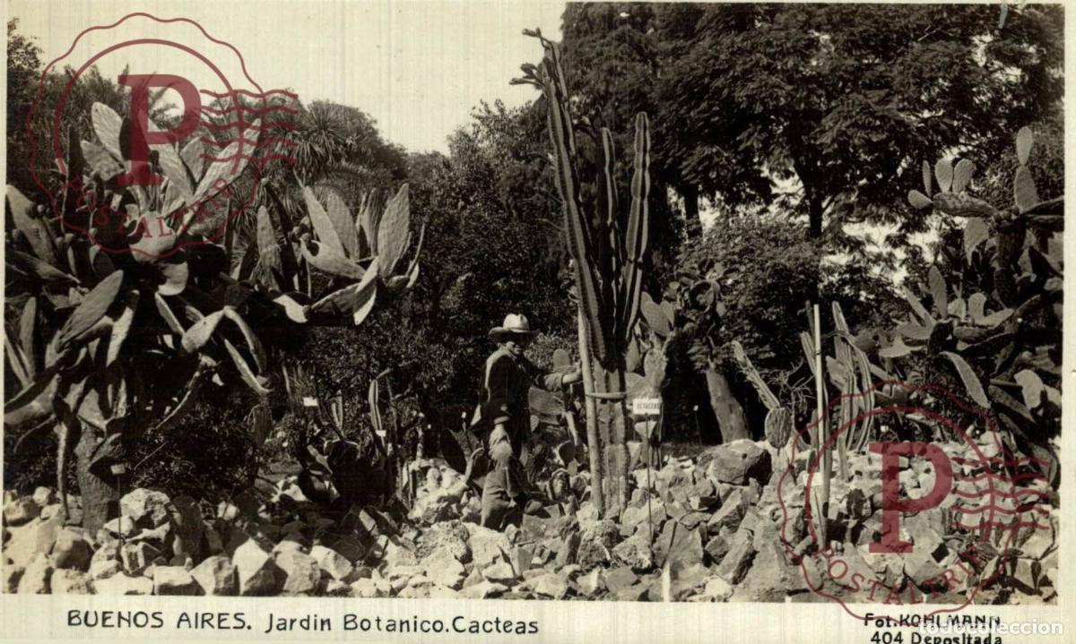 Postcards: ARGENTINA. BUENOS AIRES. JARDIN BOTANICO. CACTEAS. RPPC. FOTOGRAFICA. KHOLMANN