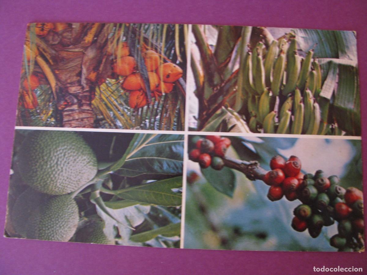 Postales: POSTAL DE PUERTO RICO. TROPICAL FRUITS.