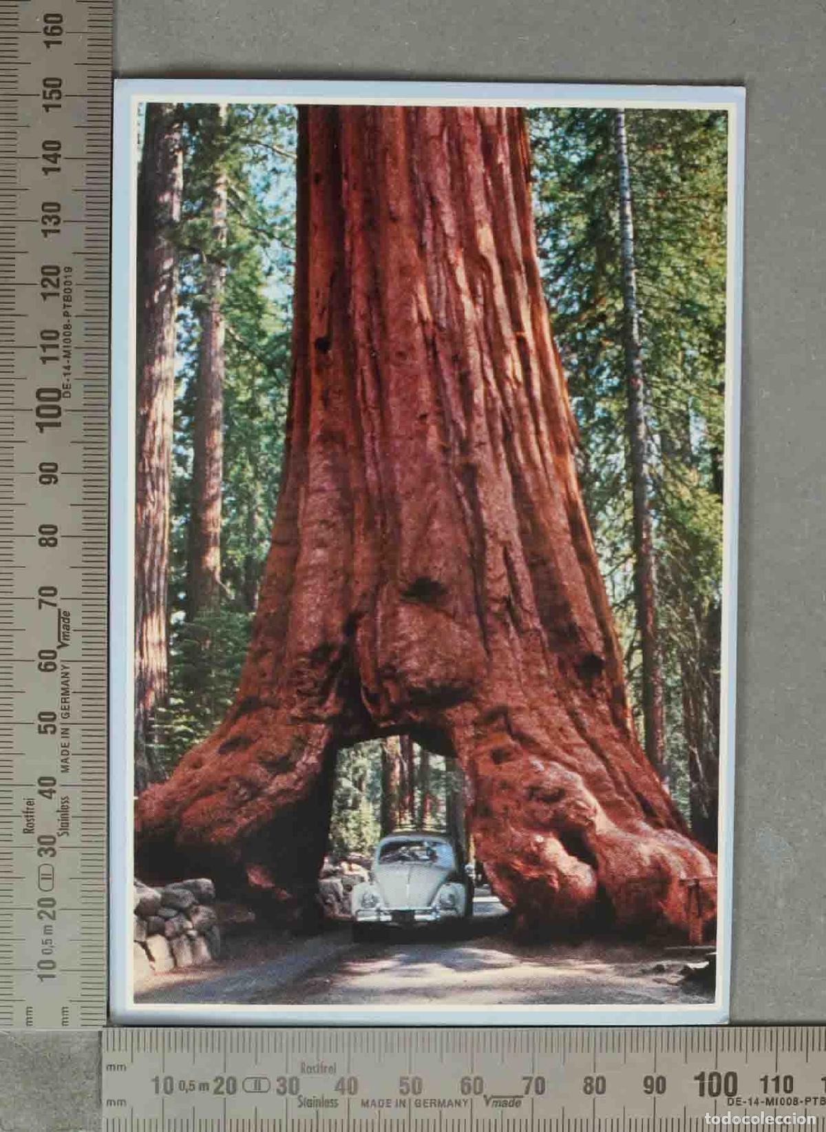 Postales: POSTAL. Wawona Tree - Mariposa Grove - Yosemite National Park