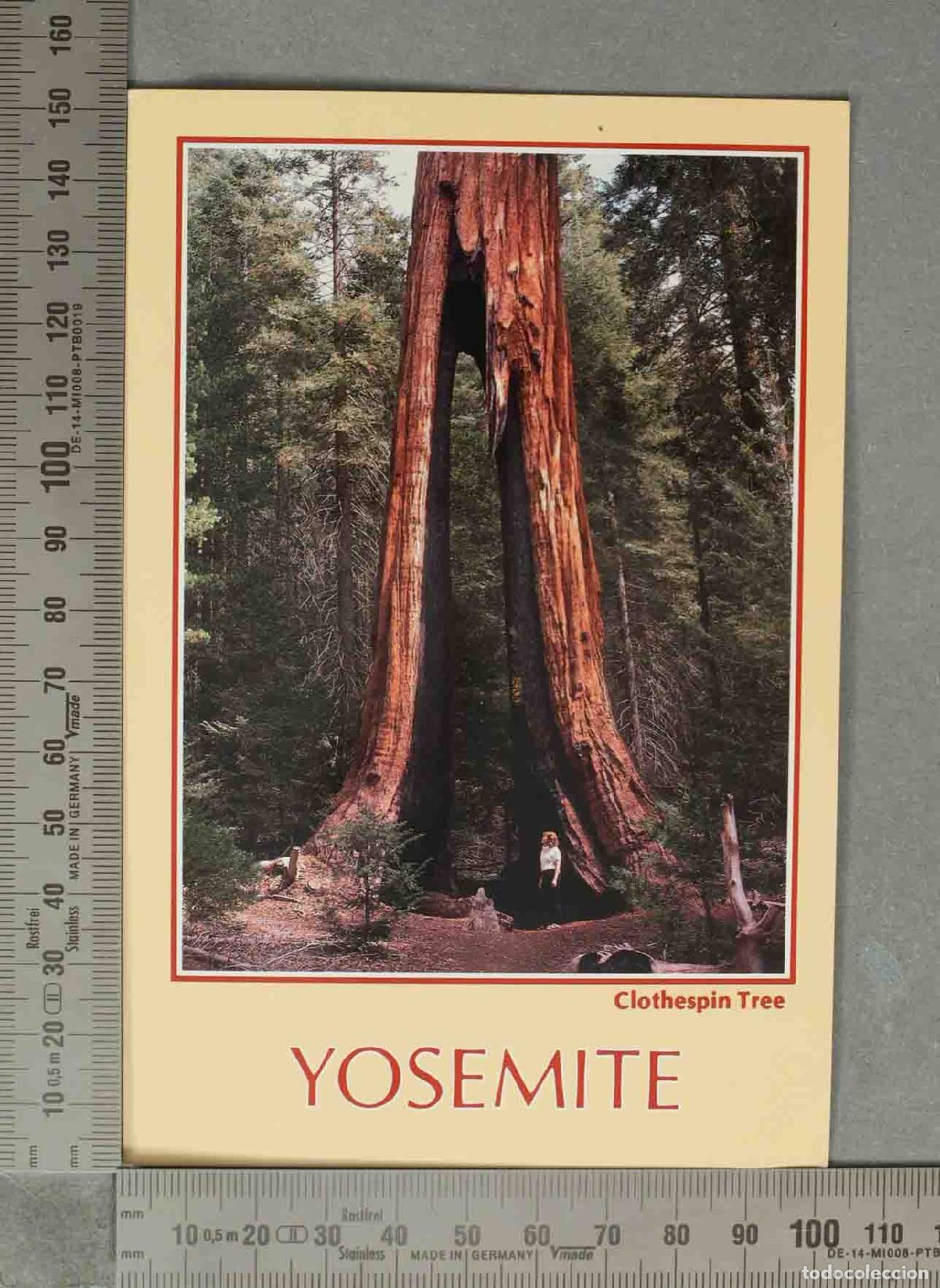 Postales: POSTAL. Clothespin Tree - Yosemite National Park - California - Mariposa Grove