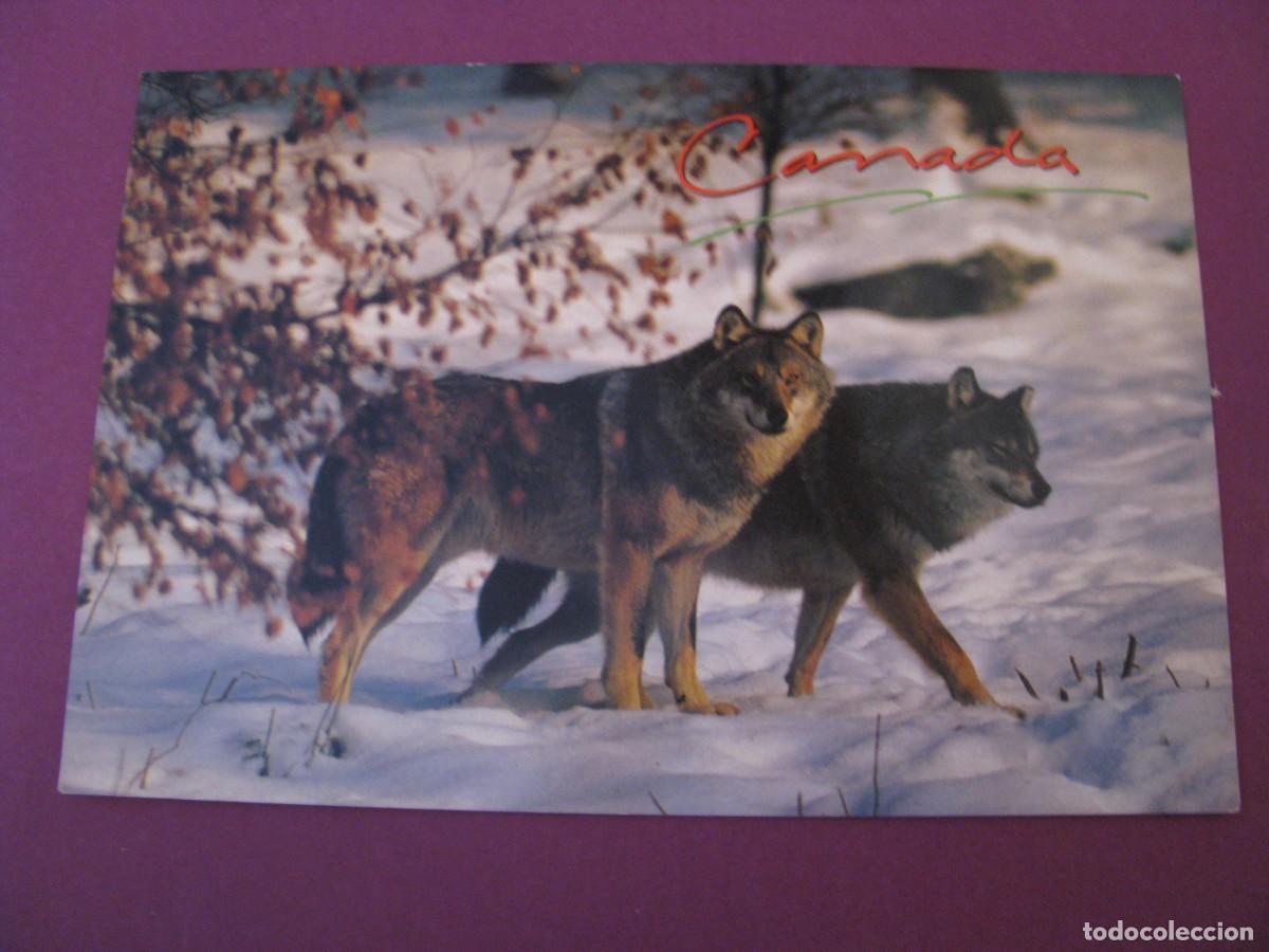 Postales: POSTAL DE CANADA. THE TIMBER WOLF.