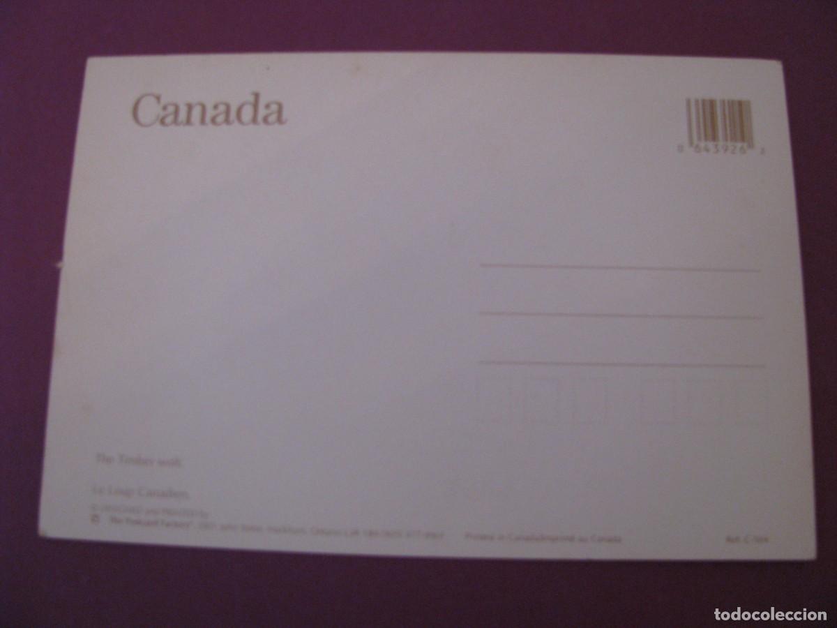 Postales: POSTAL DE CANADA. THE TIMBER WOLF. - Foto 2