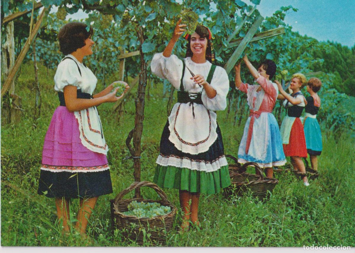 Postales: BRASIL TUR&Iacute;STICO RIO GRANDE DO SUL, GRUPO EN TRAJES T&Iacute;PICOS RECOGIENDO UVAS &ndash; MERCATOR &ndash; ESCRITA