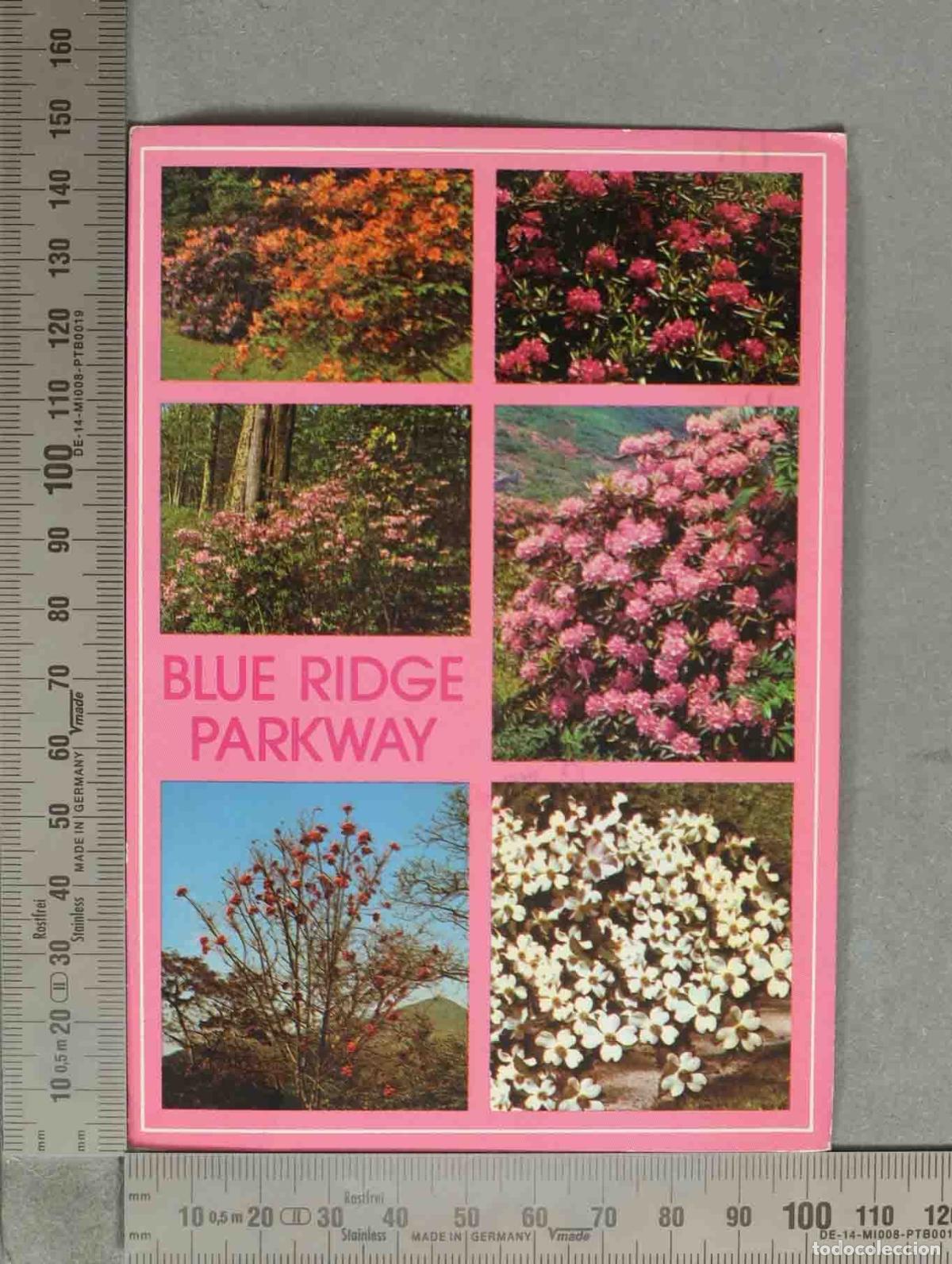 Postales: POSTAL.Blue Ridge Parkway Flowers