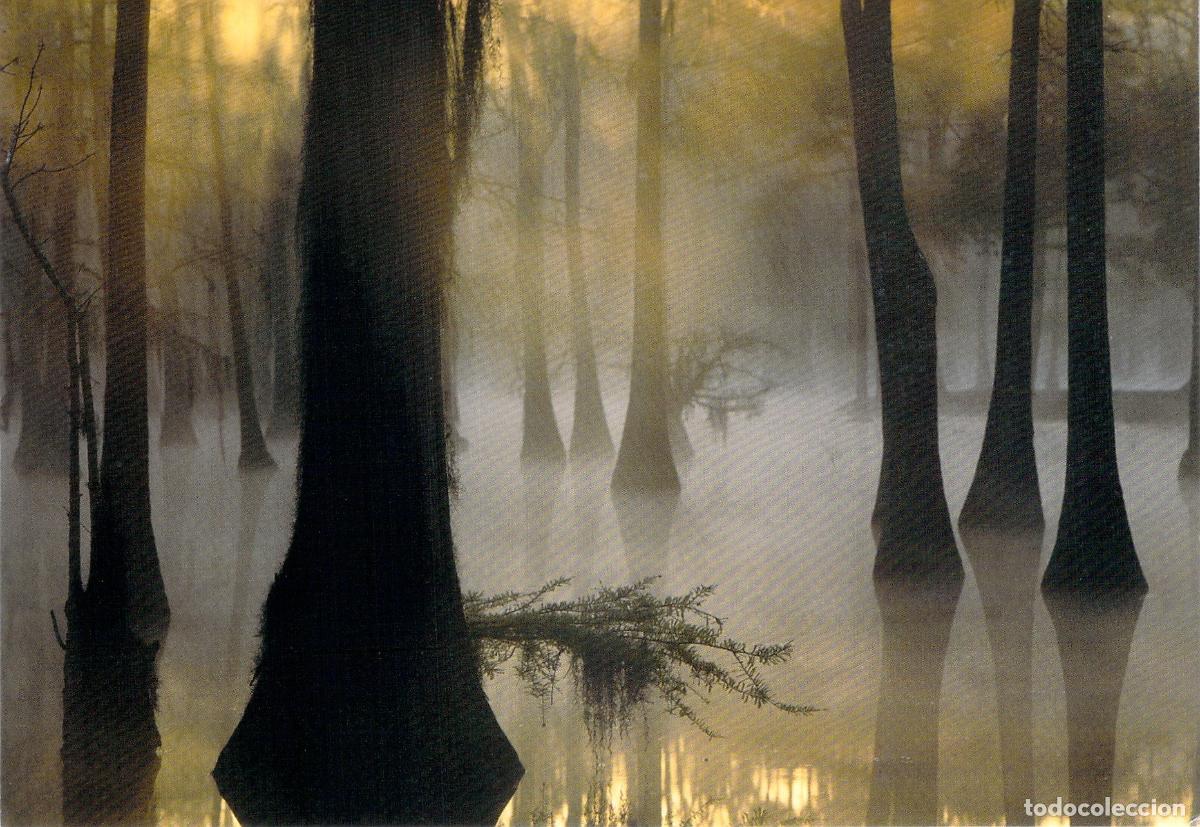 Postales: Postal de Cipreses de los Pantanos en Luisiana, Estados Unidos