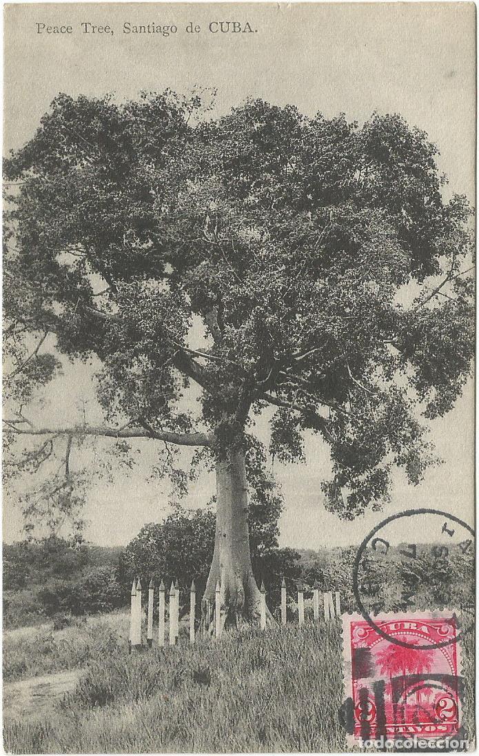 Postales: Guerra de Cuba 1898. &Aacute;rbol de la Paz, lugar donde se firm&oacute; la capitulaci&oacute;n de Santiago de Cuba.