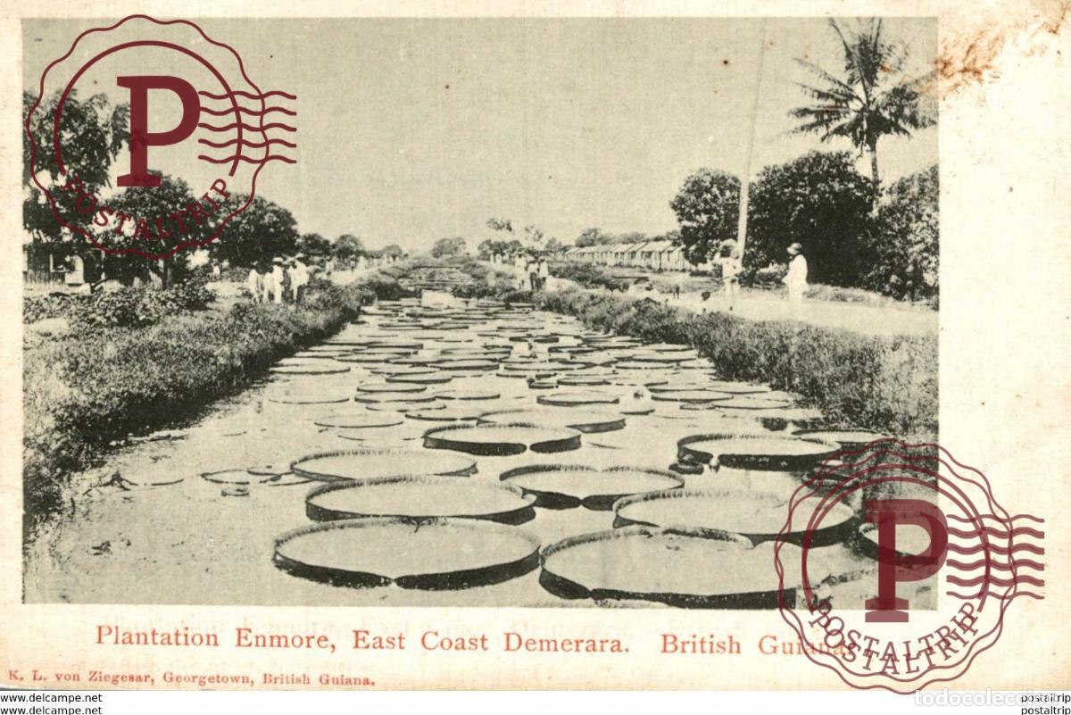 Postales: GUYANA : PLANTATION ENMORE COAST DEMERARA BRITISH GUIANA GUYANE BRITANNIQUE GUAYANA