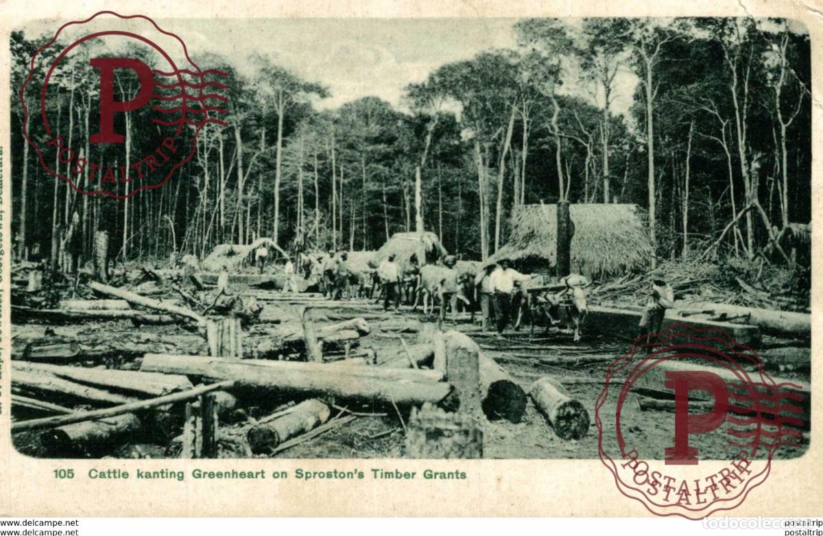 Postales: BRITISH GUYANA : Cattle Kanting Greenheart on Sprotstons Timber Grants , DEMERARA SMALL CRACK R