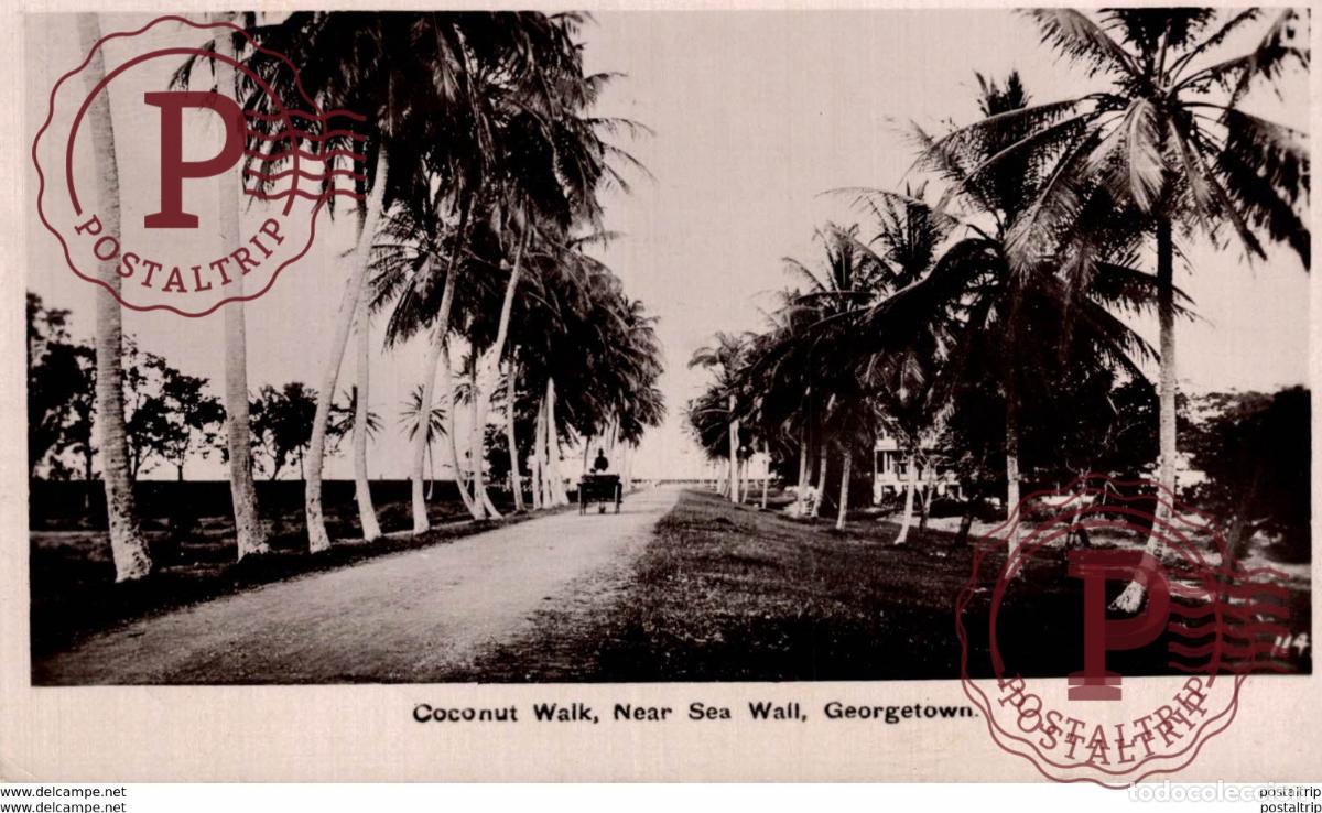 Postales: COCONUT WALK NEAR SEA WALL GEORGETOWN BRITISH GUIANA GUYANE BRITANNIQUE GUAYANA