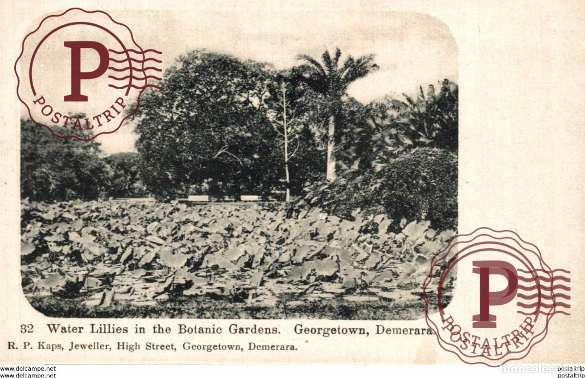 Postales: GORGETOWN WATER LILLIES IN THE BOTANIC GARDENS DEMERARA BRITISH GUIANA GUYANE BRITANNIQUE GUAYANA