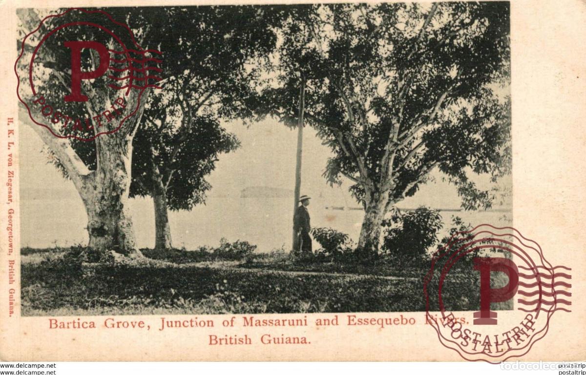 Postales: BARTICA GROVE JUNCTION OF MASSARUNI AND ESSEQUEBO RIVERS BRITISH GUIANA GUYANE BRITANNIQUE GUAYANA
