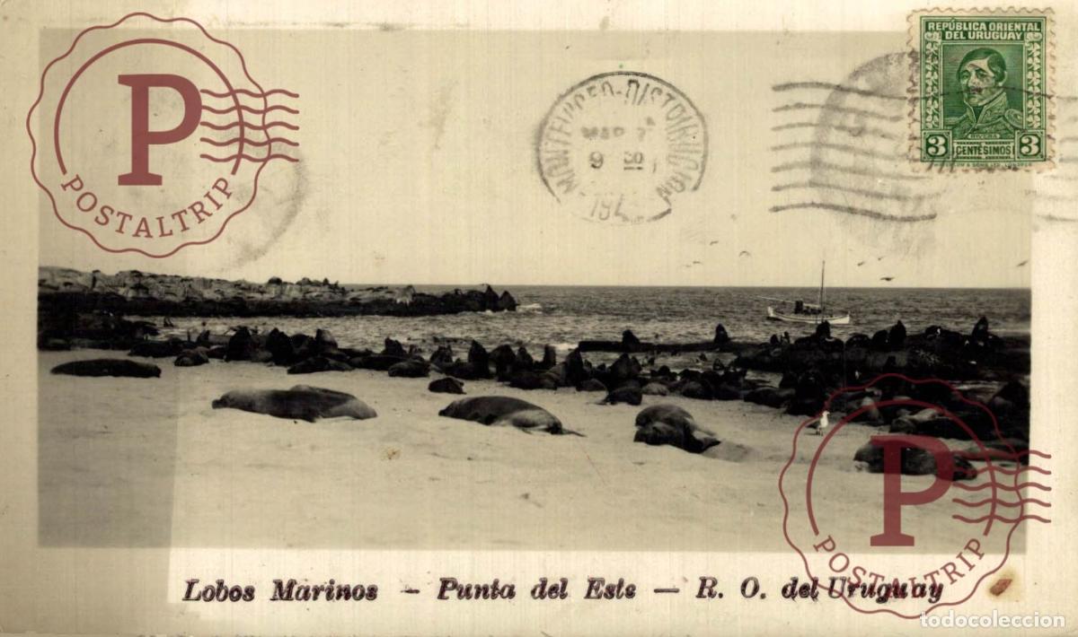 Postkarten: URUGUAY. PUNTA DEL ESTE. LOBOS MARINOS. RPPC FOTOGRAFICA