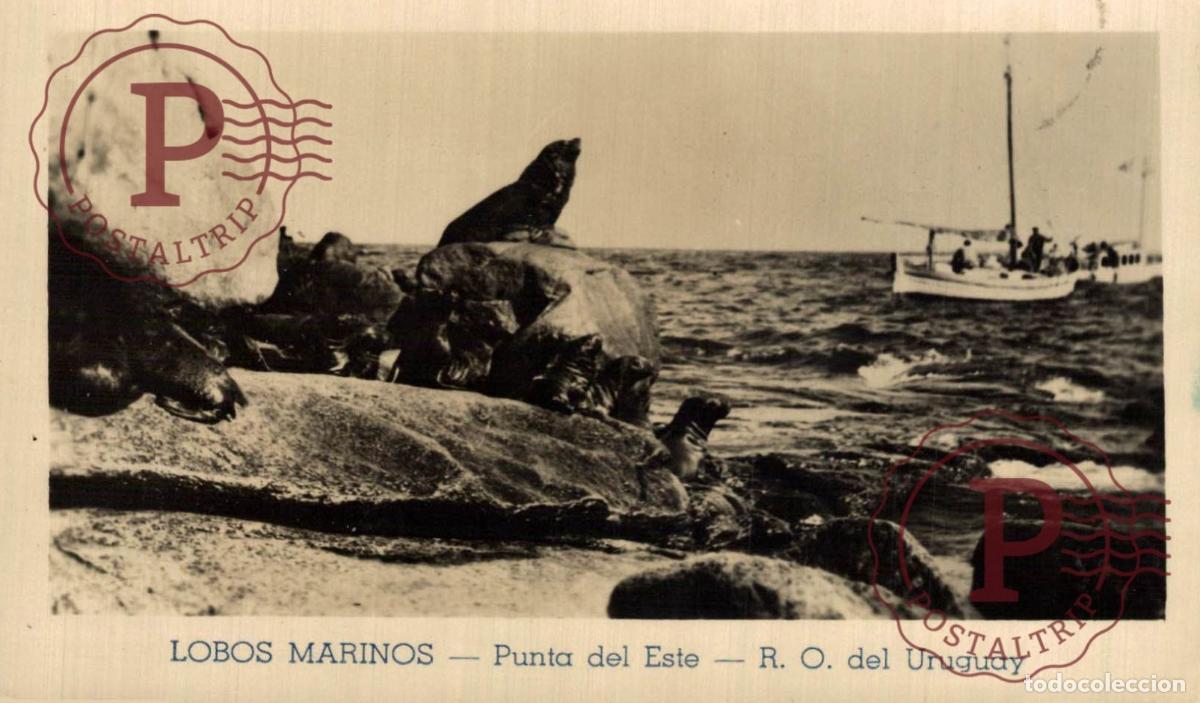 Postkarten: URUGUAY. PUNTA DEL ESTE. LOBOS MARINOS. RPPC FOTOGRAFICA