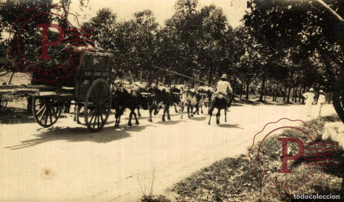 Postkarten: URUGUAY. PUNTA DEL ESTE. CARRO. RPPC FOTOGRAFICA BULLOCK CART