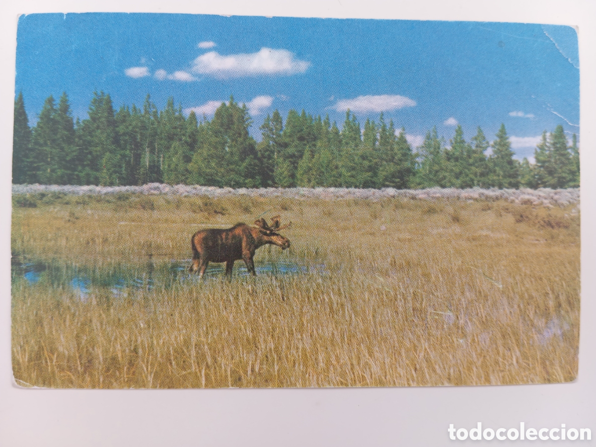 Postales: vintage 1957, ciervo, Montana, enviada de Holanda a Inglaterra.