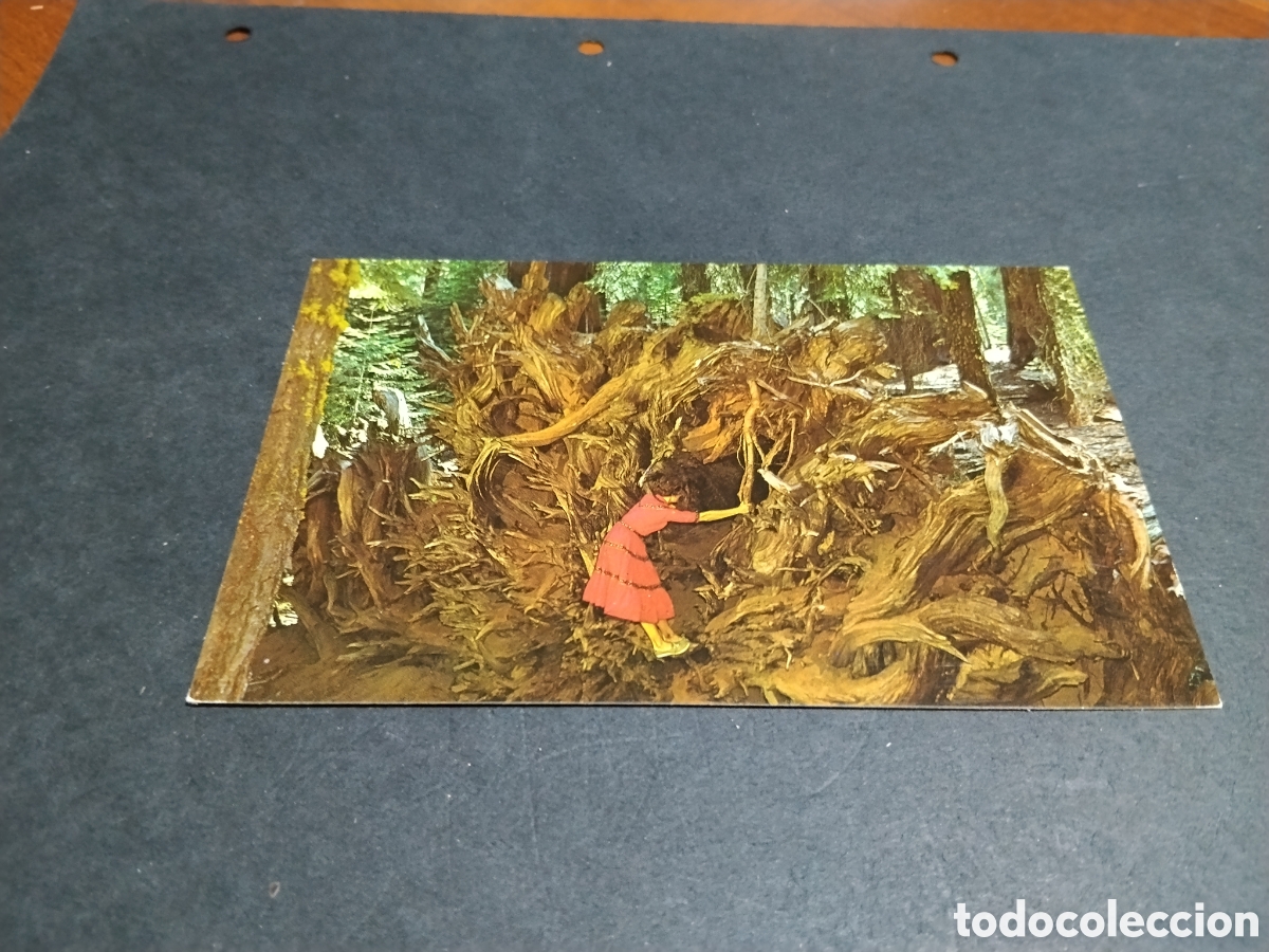 Postales: Postal guardia de Oso secuoya California
