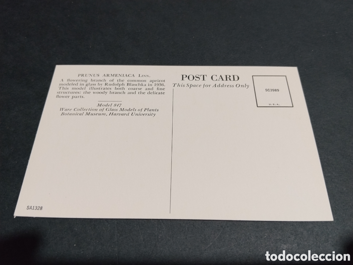 Postales: Postal prunus armeniaca,botanic museo Harvard - Foto 2