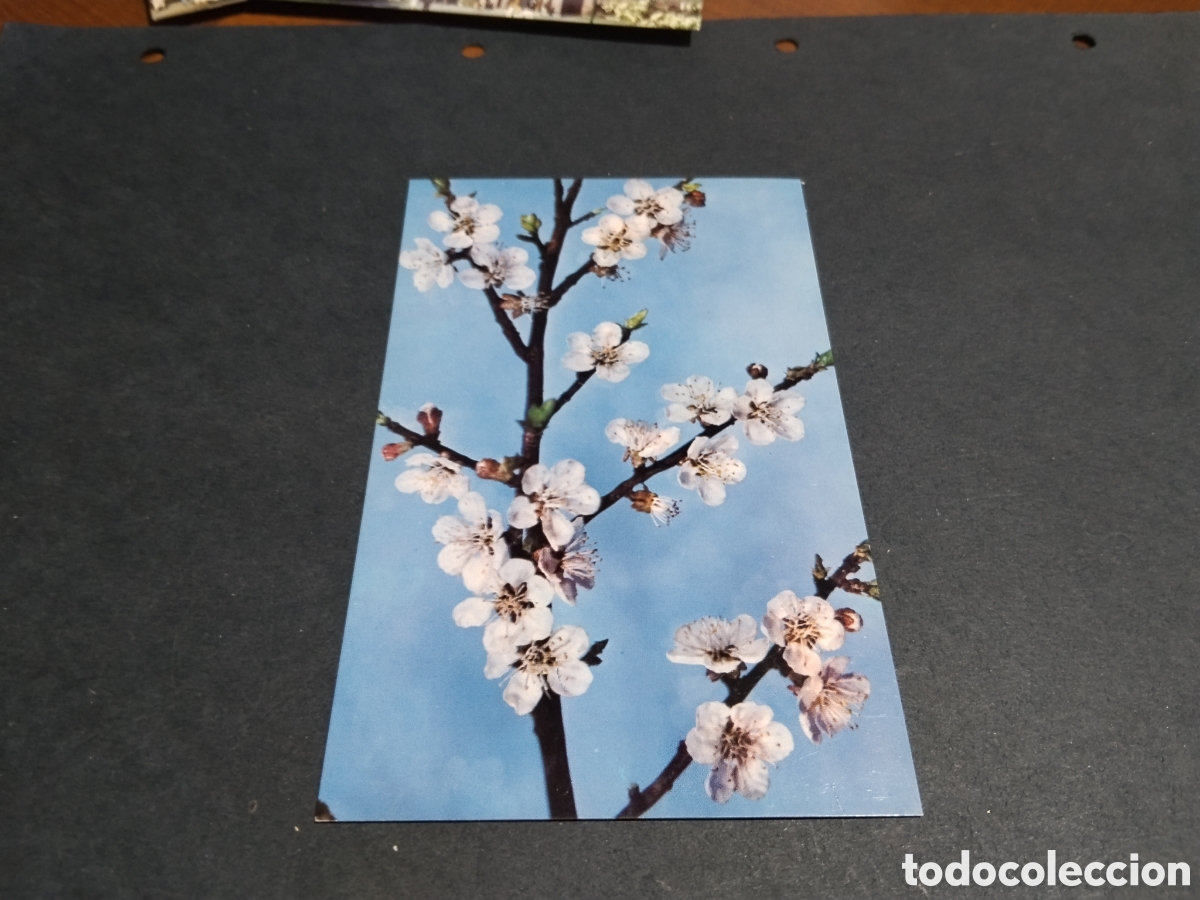 Postales: Postal prunus armeniaca,botanic museo Harvard