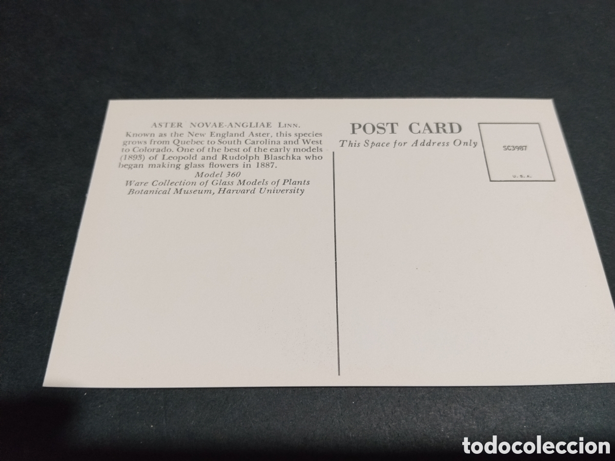 Postales: Postal aster novae-angliae botanic museo Harvard - Foto 2