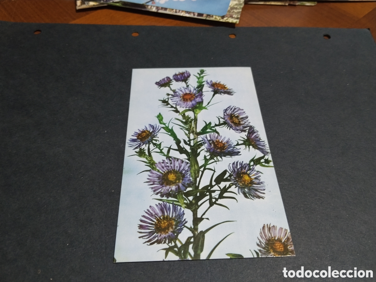 Postales: Postal aster novae-angliae botanic museo Harvard