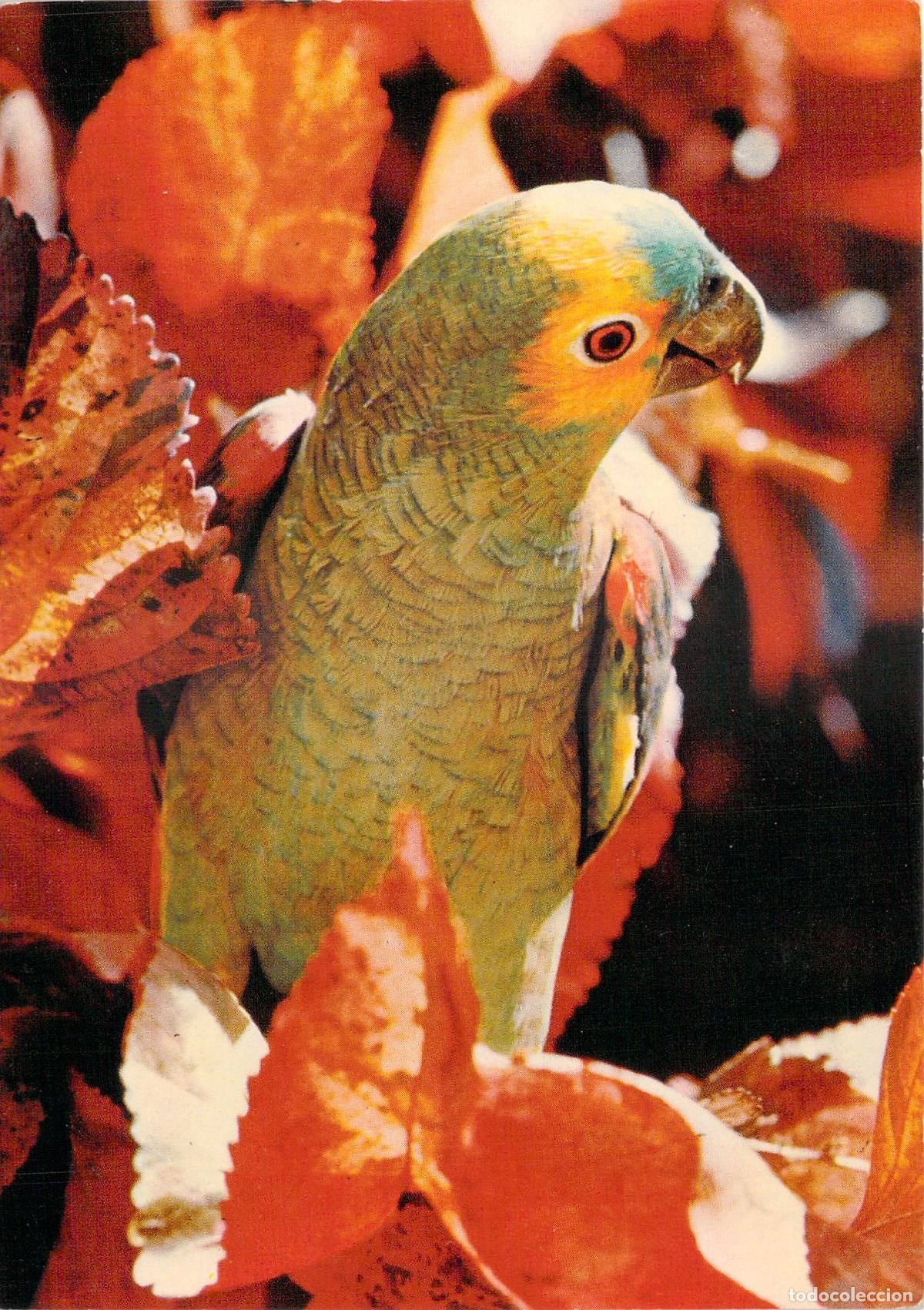 Postales: Postal de Papagayo Brasile&ntilde;o en Mato Grosso