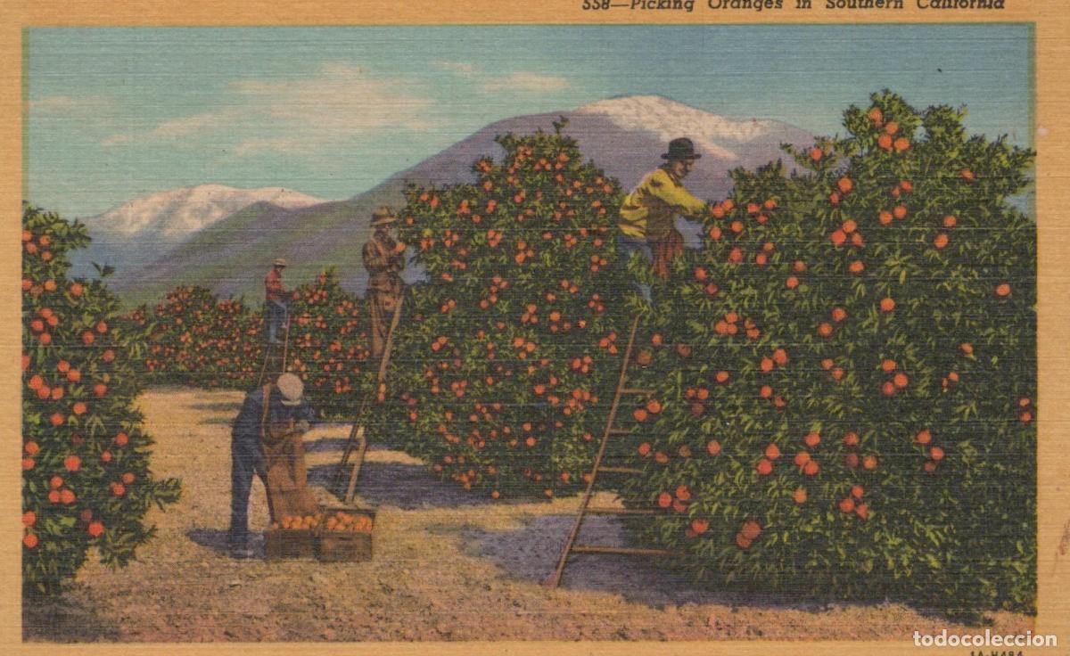 Postales: USA Southern California Picking Oranges Landscape *YAA795