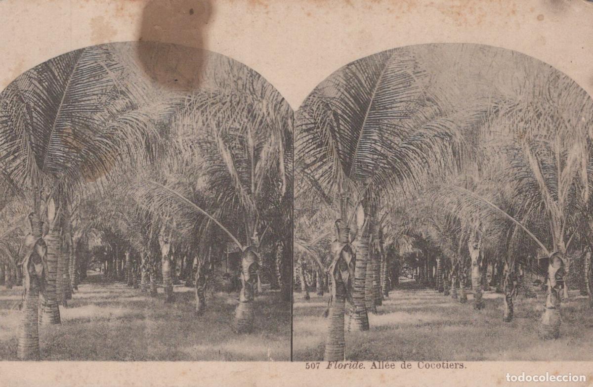 Postales: USA Tropical Avenue of Coconut Trees Stereoview Landscape Unposted *YAC829