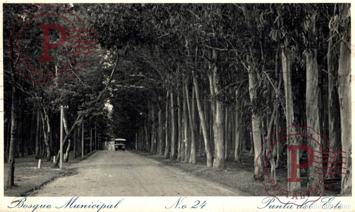 Postales: URUGUAY. PUNTA DEL ESTE. BOSQUE MUNICIPAL. RPPC FOTOGRAFICA