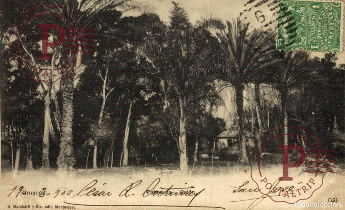 Postales: URUGUAY. PALMERAS. COLON.