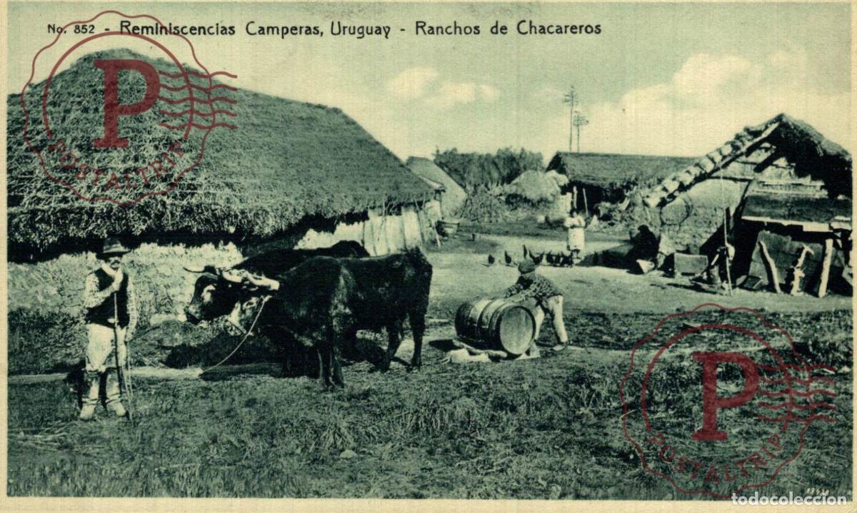 Postales: URUGUAY. REMINISCENCIAS CAMPERAS. RANCHOS DE CHACAREROS.