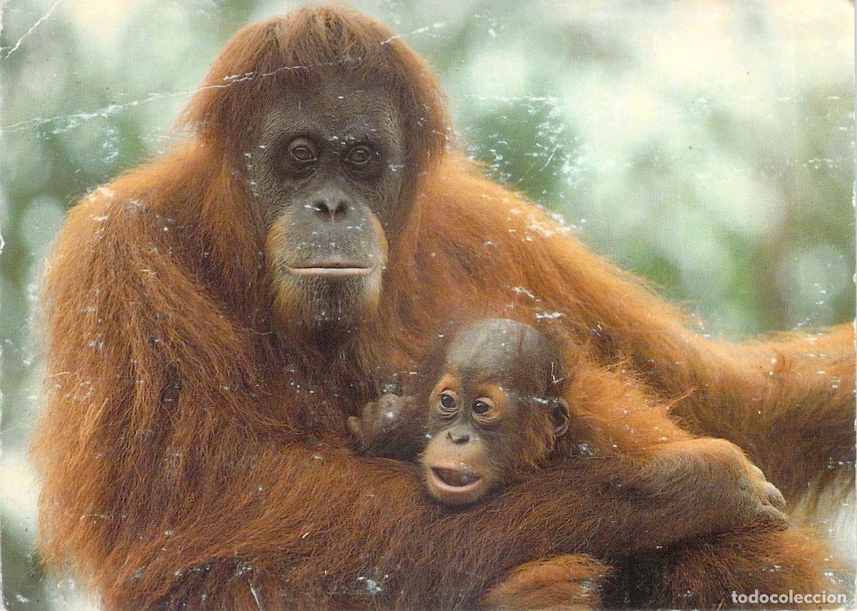 Postales: Postal de Orangut&aacute;n con su cr&iacute;a, World Wide Fund For Nature