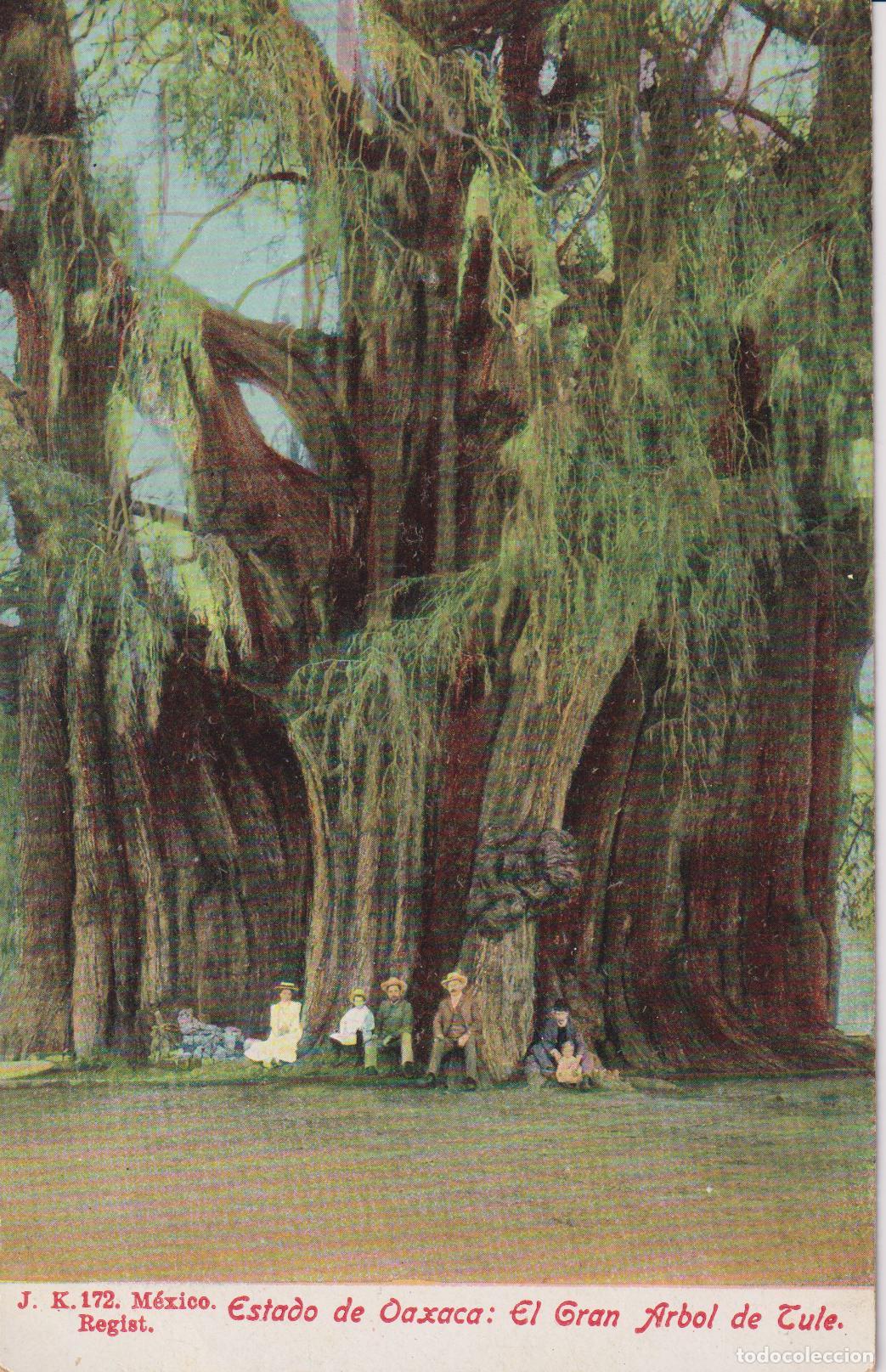 Postales: MEXICO, ESTADO DE OAXACA. EL GRAN ARBOL DE TULE - J.K. 172 - S/C